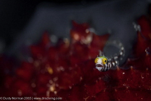 "Wide Eyed"
A Secretary Blenny caught out of his hole. T... by Dusty Norman 